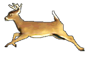 running_deer.gif